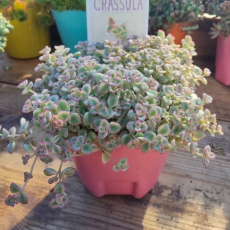 9ｃｍセダム4個セット