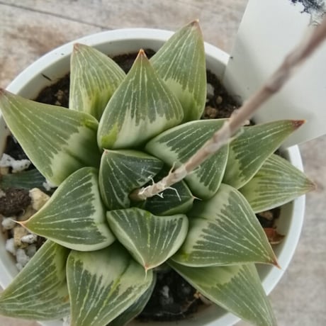 ハオルチア　ミルキーウェイ