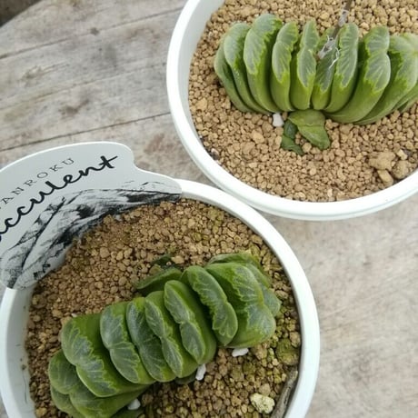 ハオルチア　グリーン玉扇