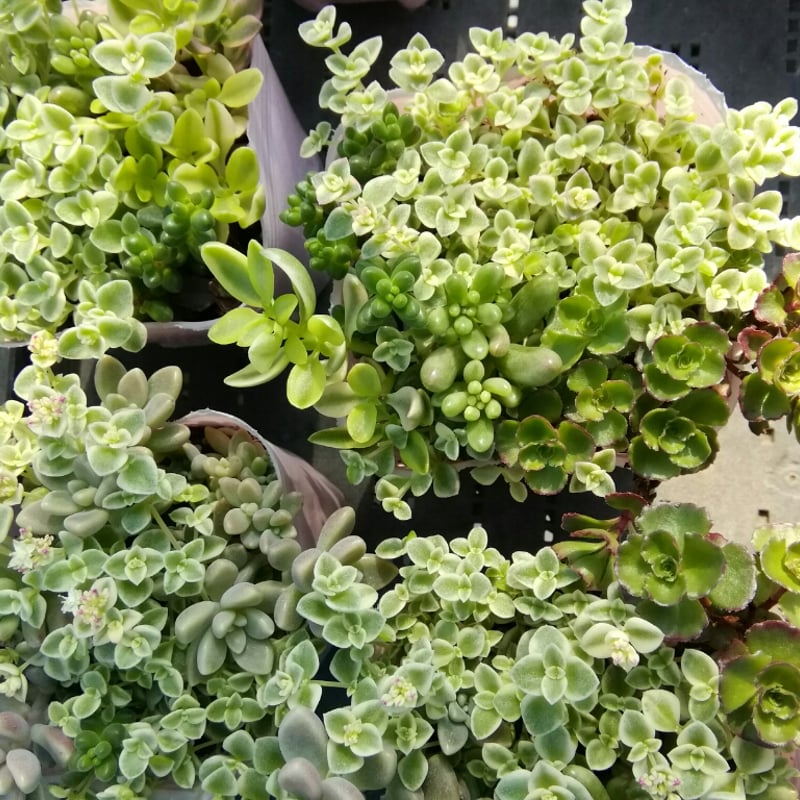 多肉植物 ピンクと緑のグラデーション*5 楽天市場】【当店農場生産】◎多肉植物 エケベリア ピンク