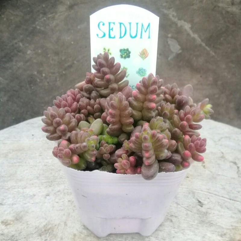 セダム 玉葉 | とげとげハウス