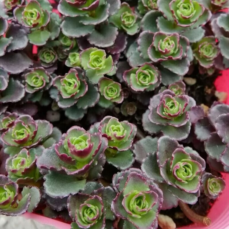 セダム ドラゴンズブラッド | とげとげハウス