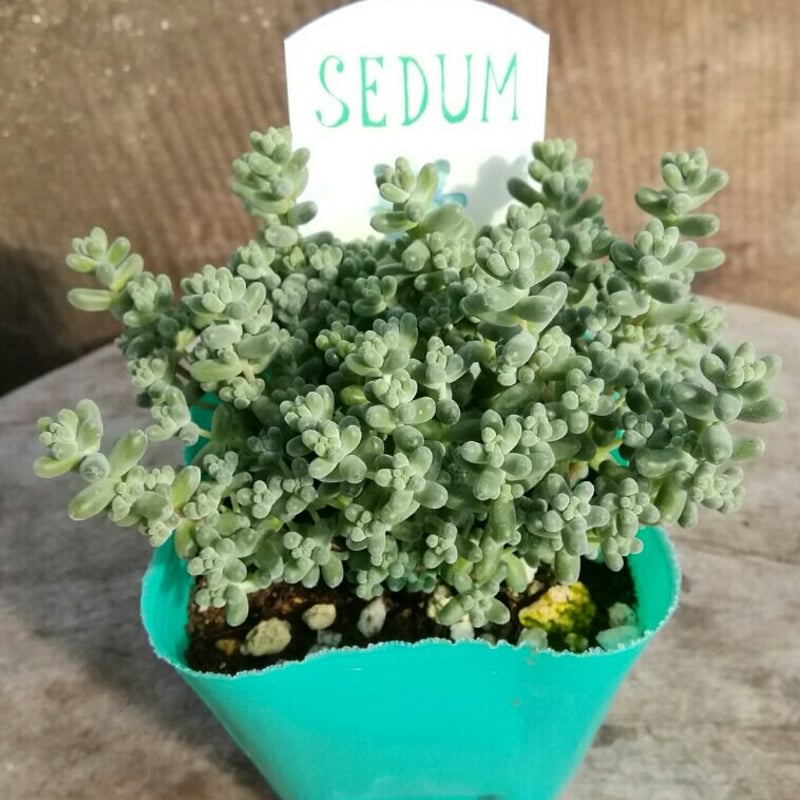 セダム ブレビフォリウム | とげとげハウス
