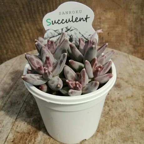 パキフィツム　グラウクム