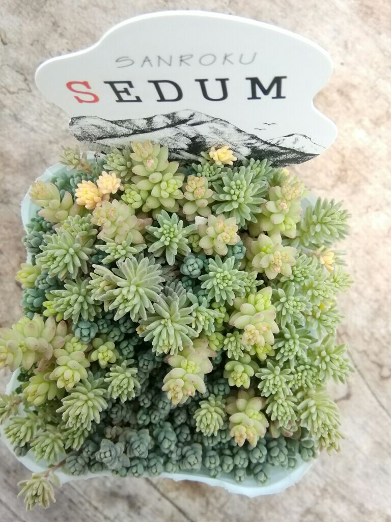 セダム カラーミックス《シルバー系》 | とげとげハウス