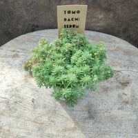 セダム　斑入りパリダム
