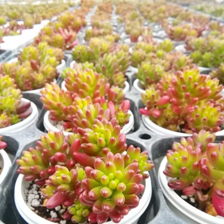セダム　虹の玉