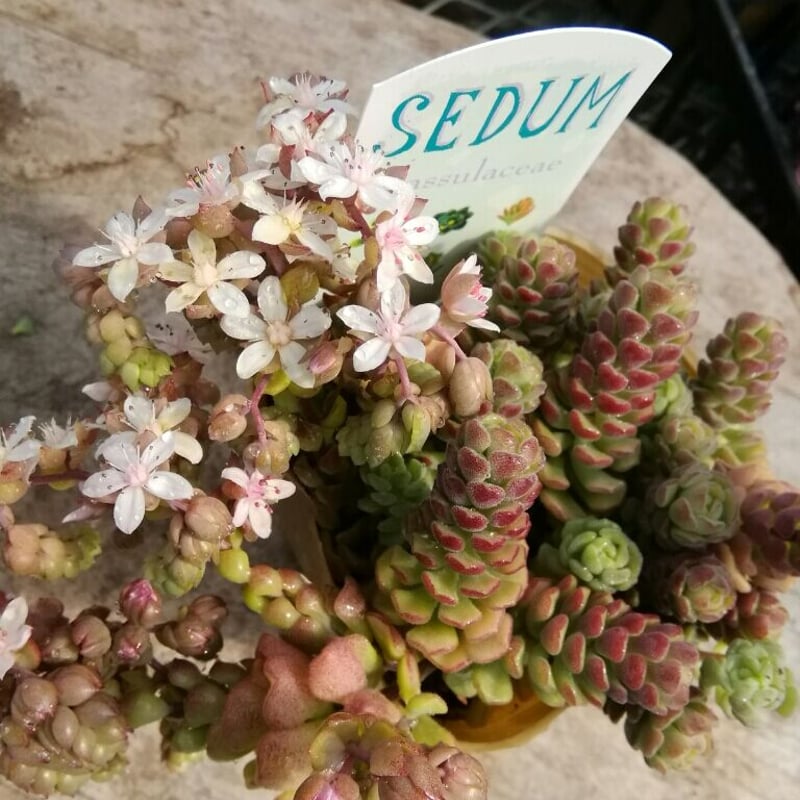 多肉植物♡セダム♡スプリングワンダーカット苗 スプリングワンダー×ロッティ セダム 抜き苗 | 多肉植物カット苗の通販