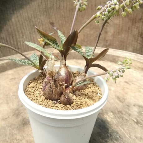 レデボウリア　豹紋