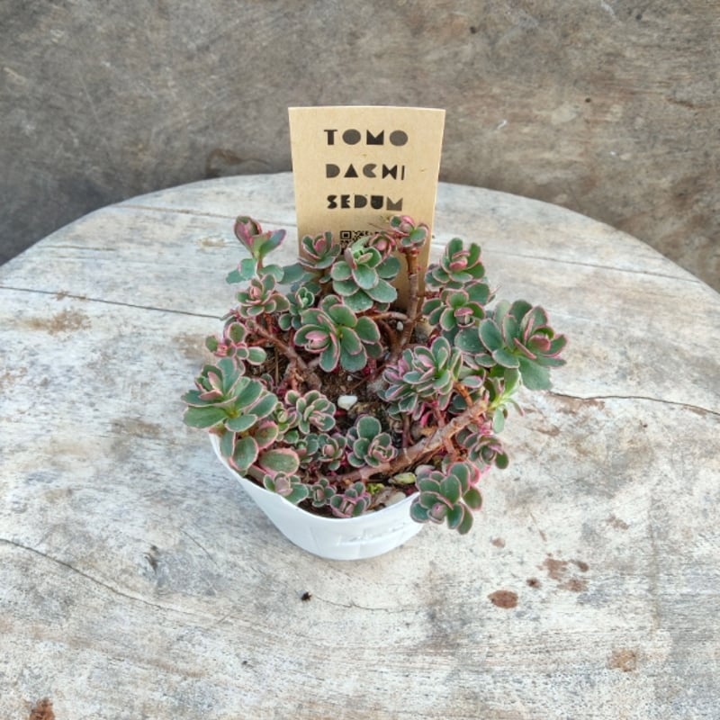 セダム トリカラー | とげとげハウス