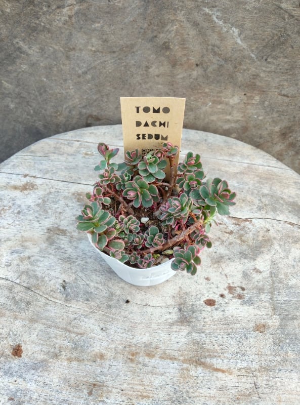 セダム トリカラー | とげとげハウス
