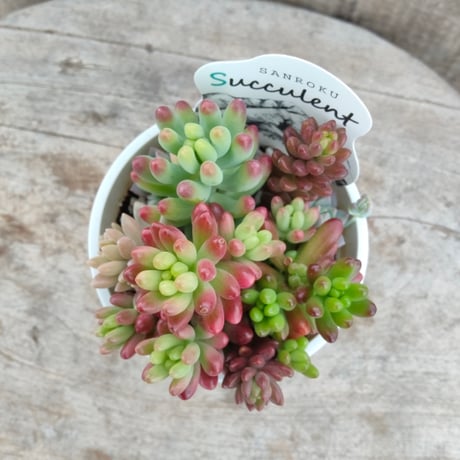 CATEGORY その他 | とげとげハウス