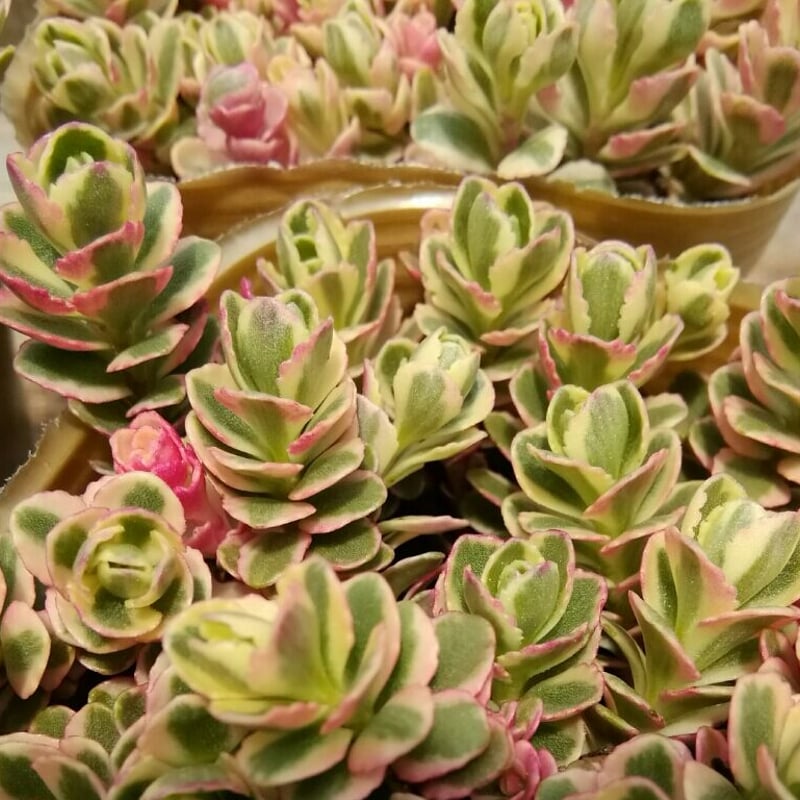 セダム トリカラー | とげとげハウス