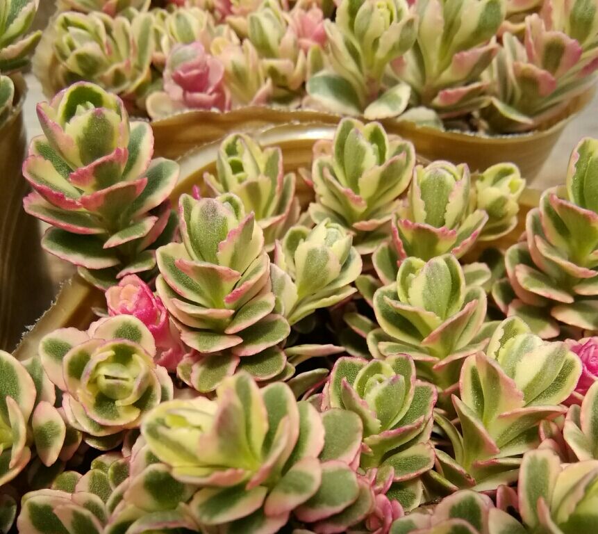 多肉植物 セダム トリカラー  抜き苗♡ セダム トリカラー | とげとげハウス