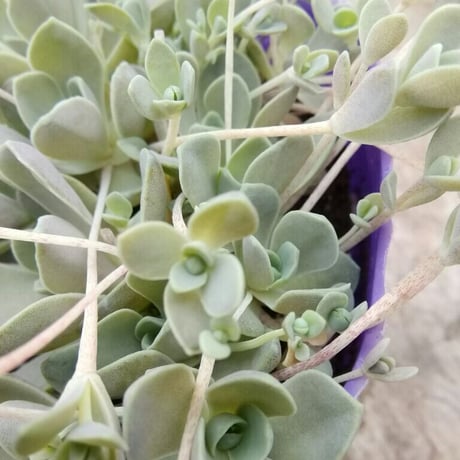 オロスタキス　子持ち蓮華