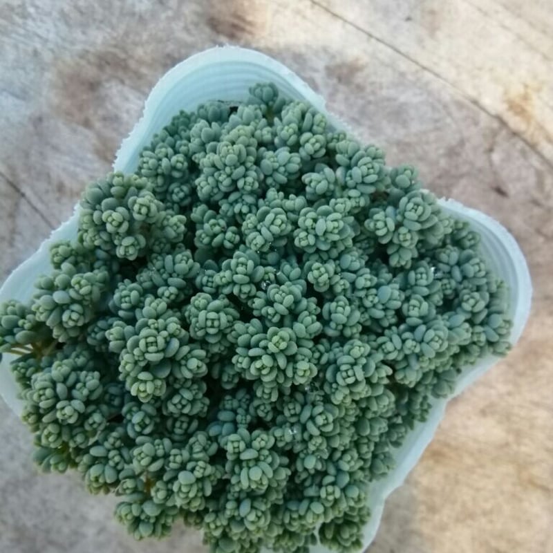 ①くすみカラーダシフィルム❤①現品2個セット 即購入OK ポットごと発送 セダム ダシフィルム | とげとげハウス