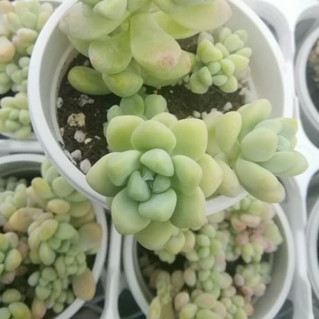 セダム　天使の雫