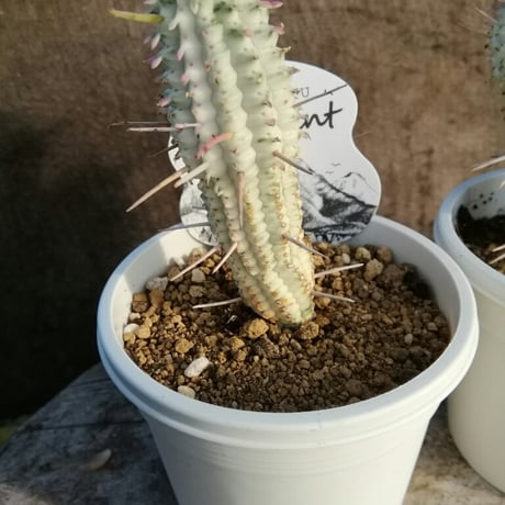 ユーフォルビア　白樺キリン