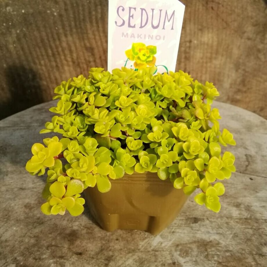 63ec85447d65da7c5aa9ac09