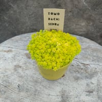 セダム　ホソバオウゴン