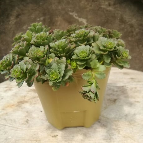 セダム　ステファニーゴールド