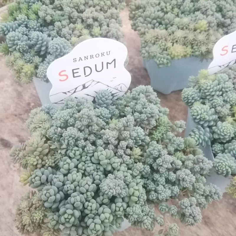 エケベリア・セダム hgcpdmiracle セダム カラーミックス《シルバー系》 | とげとげハウス