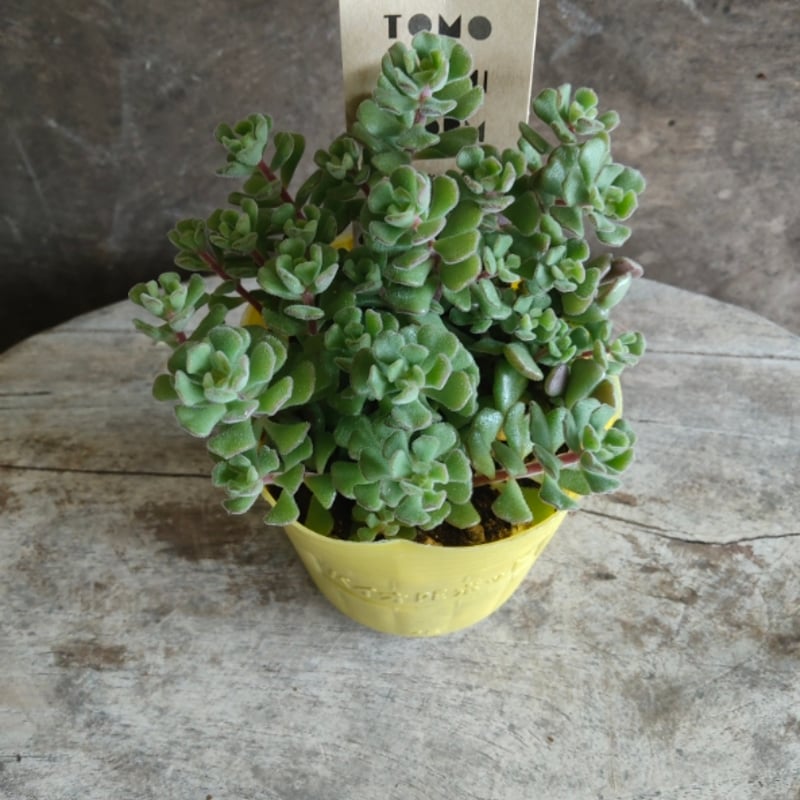 セダム スプリングワンダー | とげとげハウス