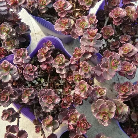 セダム　ドラゴンズブラッド