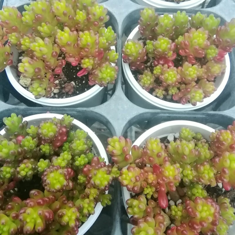 ☆セダム レッドベリーのかたまり☆1ケース ☆セダム レッドベリーのかたまり☆1ケース 多肉植物 セダム レッド