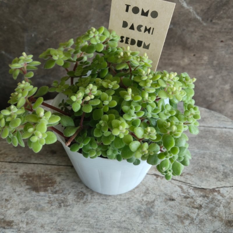 クラッスラ ブロウメアナ | とげとげハウス