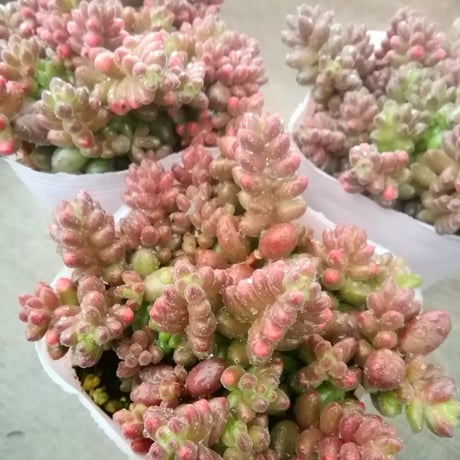 セダム　玉葉
