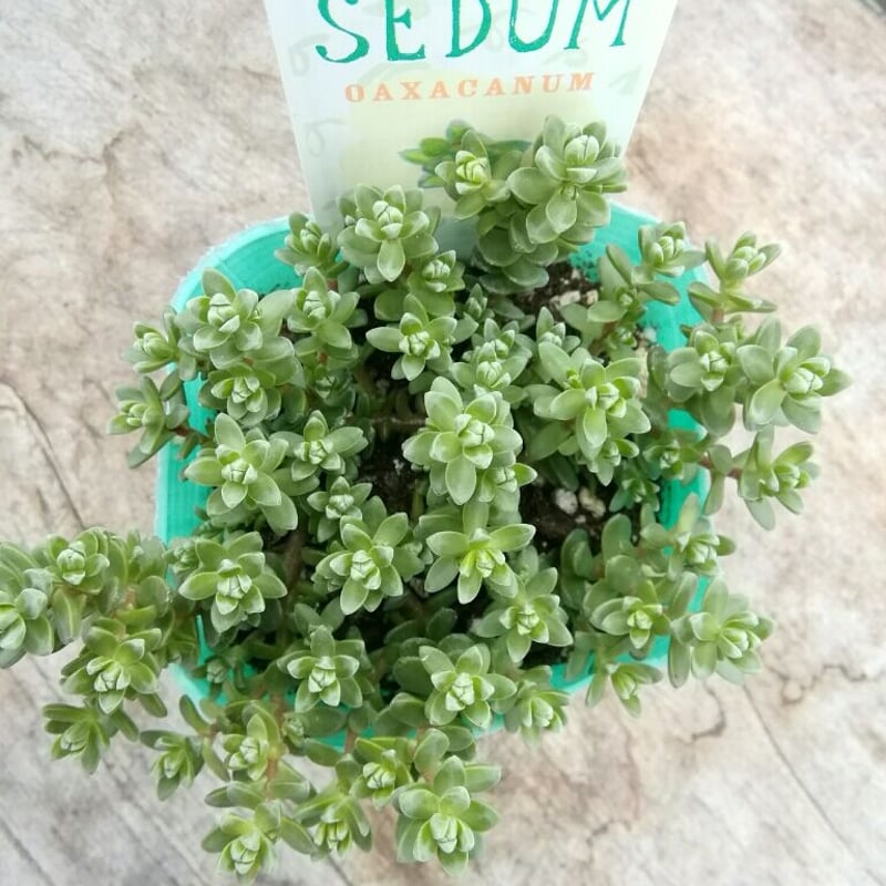 セダム 粉雪 | とげとげハウス