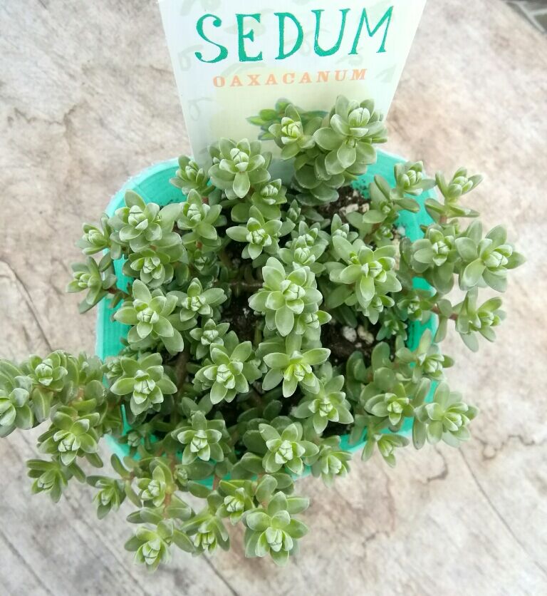 セダム 粉雪 | とげとげハウス