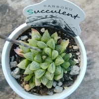 ハオルチア　雪の華