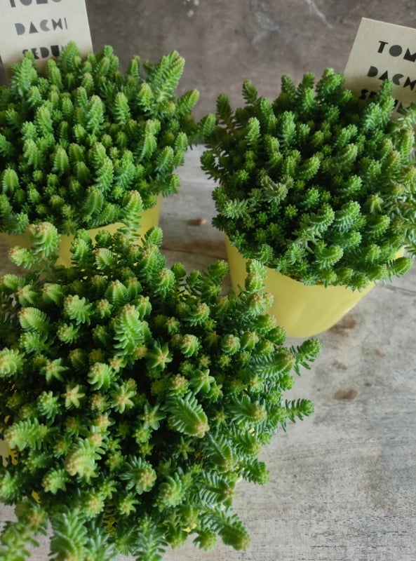 多肉植物　セダム　サクサグラレモスグリーン　40カット 多肉植物 セダム サクサグラレモスグリーン 40カット やましち山野草店