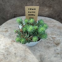 セダム　フォステリアナム