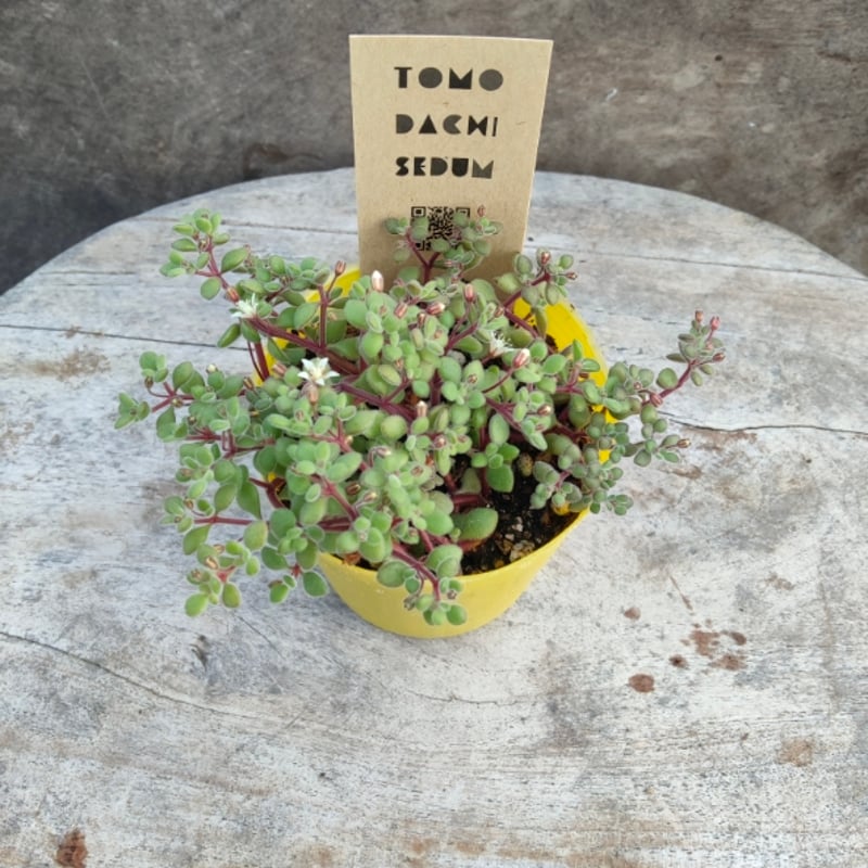 クラッスラ ブロウメアナ | とげとげハウス