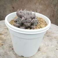 ハオルチア　ミラーボール