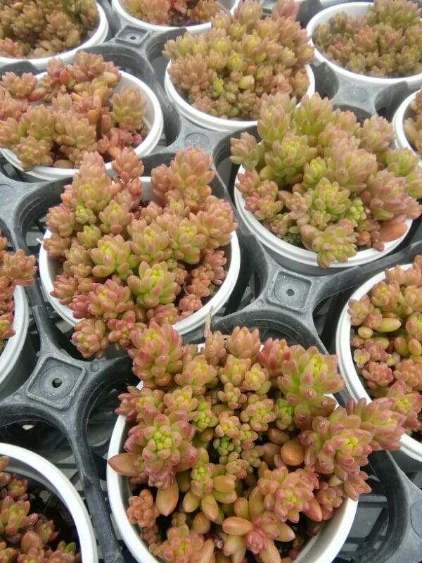 ホワイトストーンクロプ 抜き苗 囚われ 34A 