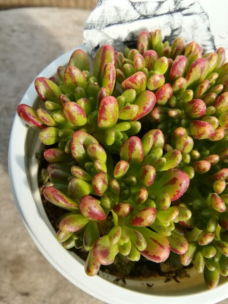 アエオニウム 小人の祭 | とげとげハウス