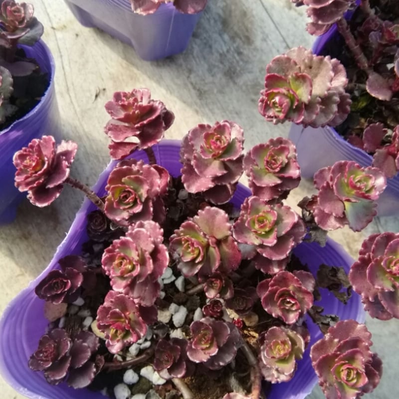 セダム ドラゴンズブラッド | とげとげハウス