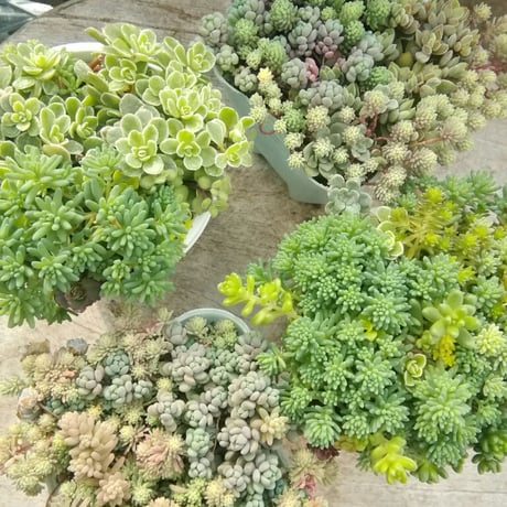 MIXセダムセット