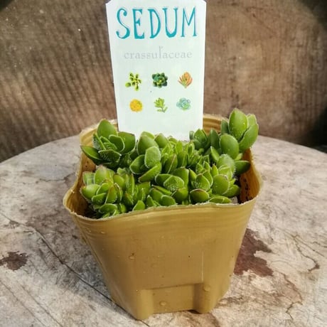 クラッスラ　デイビット