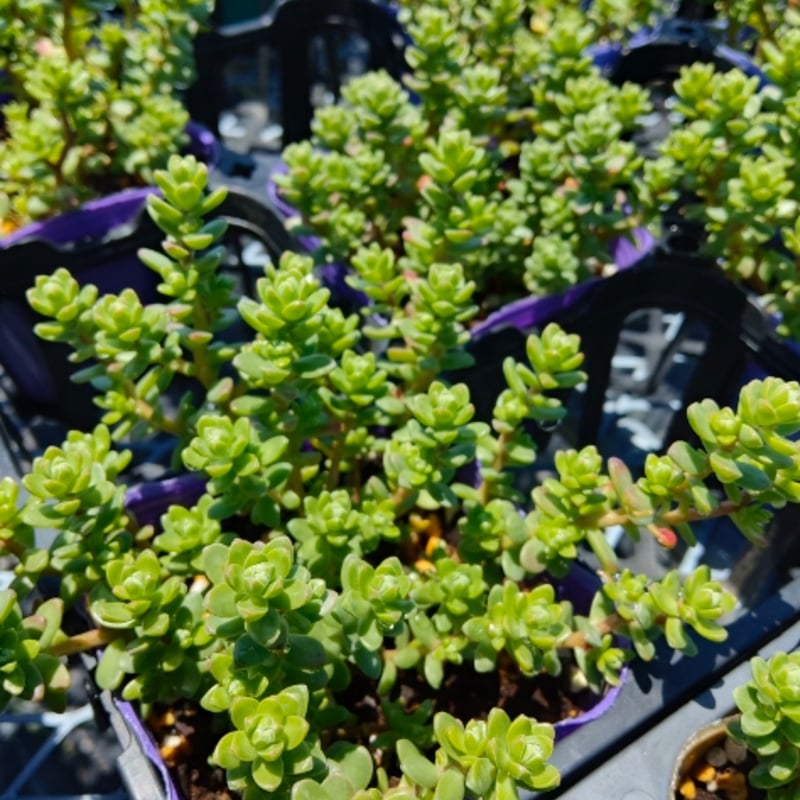 セダム 粉雪 | とげとげハウス