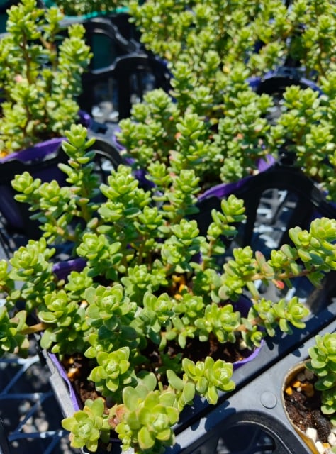 セダム 粉雪 | とげとげハウス