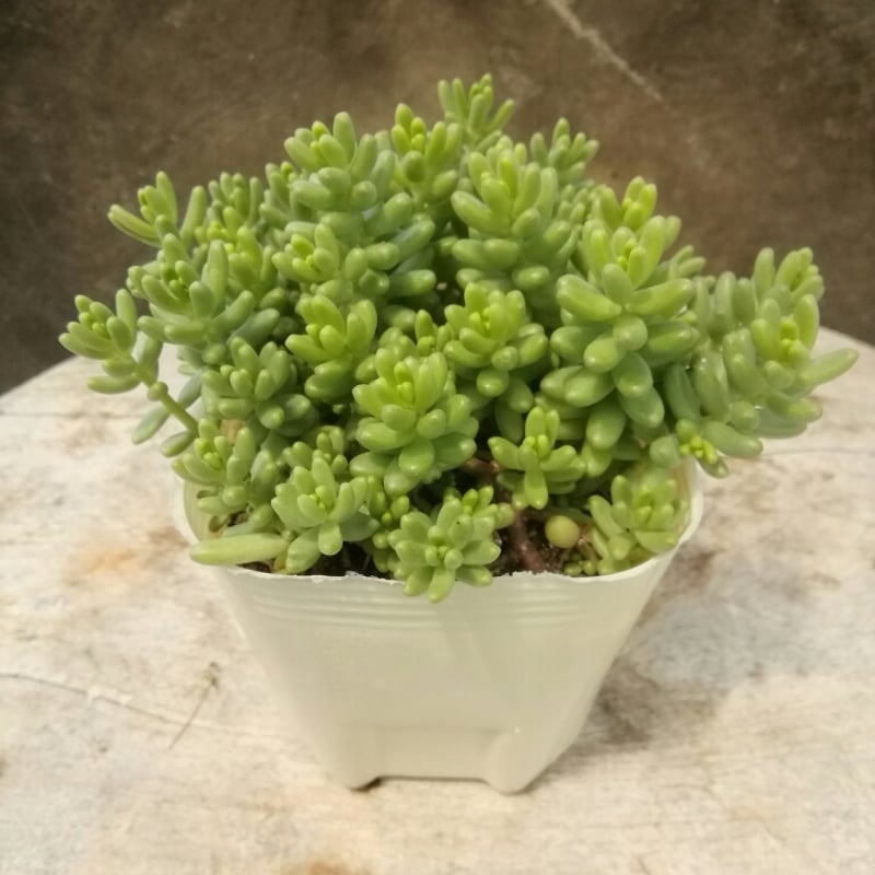 セダム フロムフランス | とげとげハウス