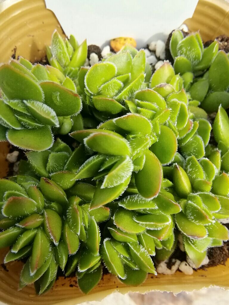 多肉植物　ディビット　① クラッスラ デイビット | とげとげハウス
