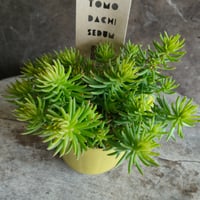 セダム　アンジェリーナ