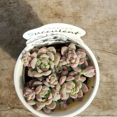 エケベリア　プロリフィカ