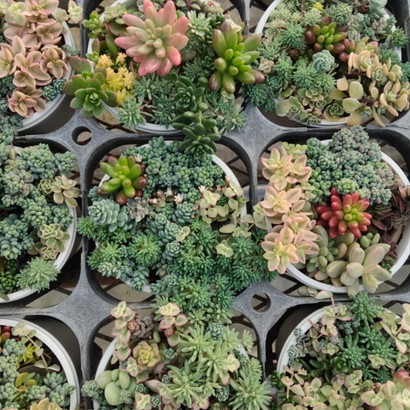 SANROKUセダム ミックスポット | とげとげハウス